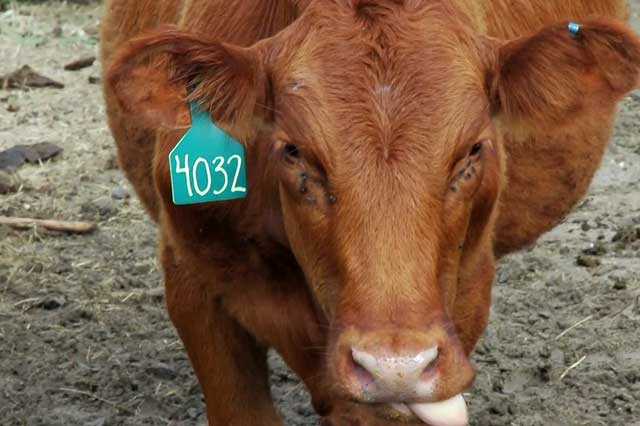 Профилактические и лечебные мероприятия при болезнях копытец у коров