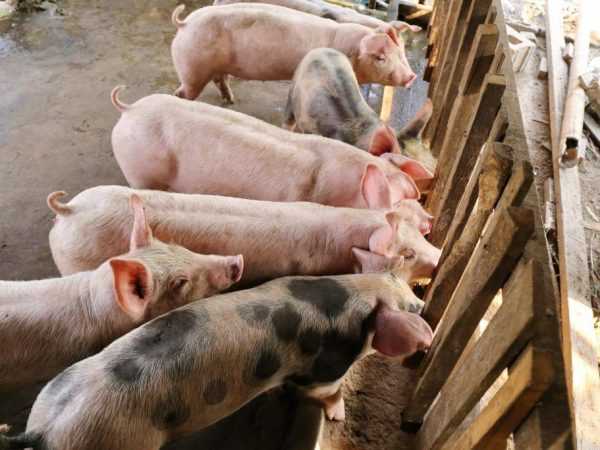 Все о разведении свиней в домашних условиях: содержание, уход и выращивание поросят