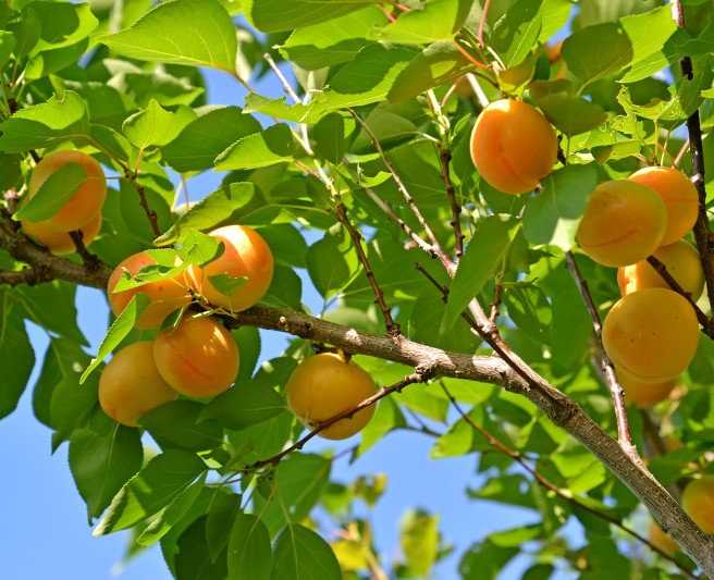 Черный абрикос — гибрид абрикоса обыкновенного и алычи — особенности выращивания и сорта