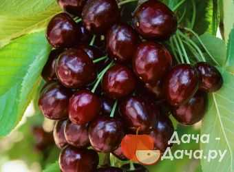 Романтичная ягода: подборка самых вкусных сортов черешни для средней полосы россии