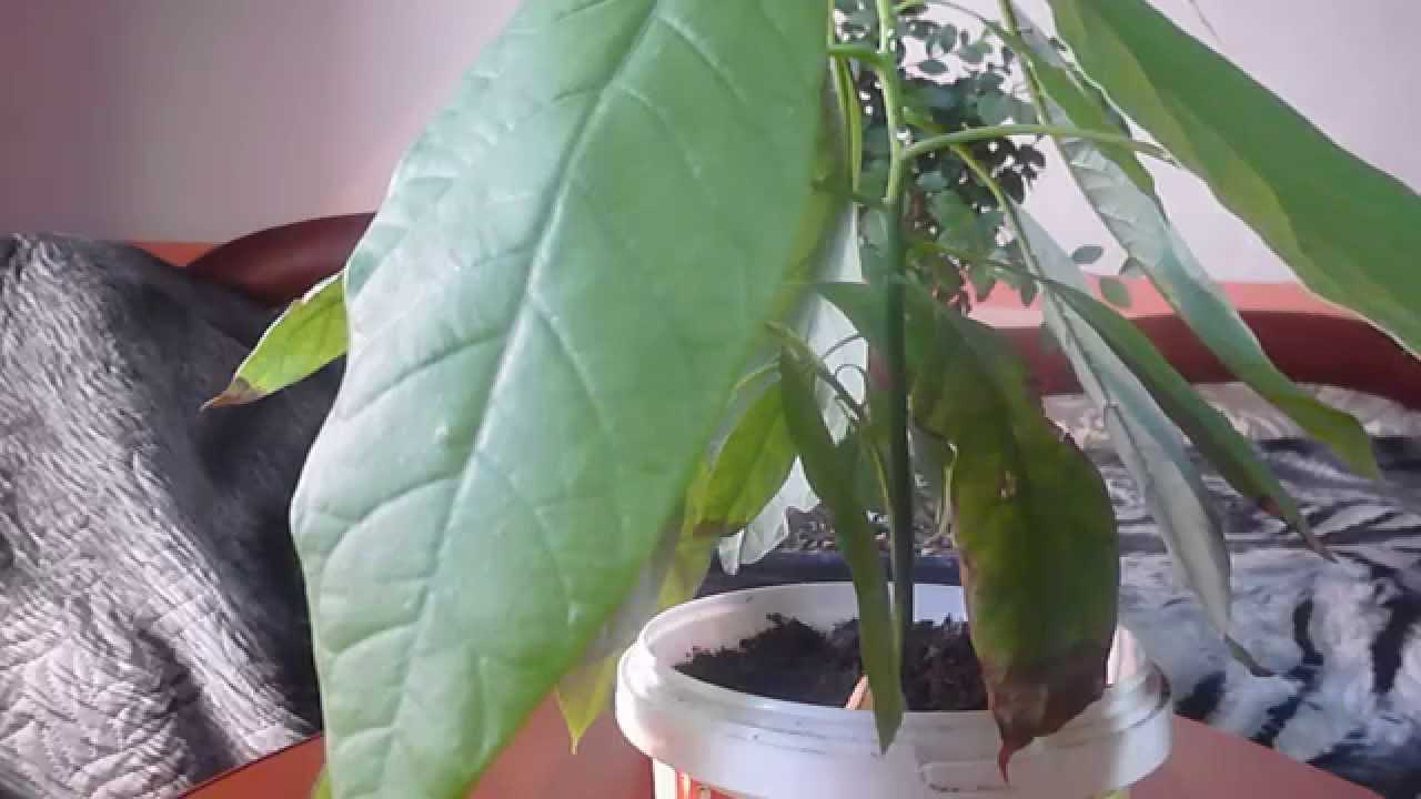 Заболевания авокадо: почему у растения сохнут кончики листьев, почему опадают?