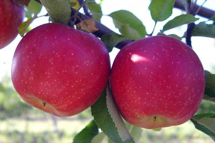 Яблоки семеренко: описание и характеристика зимнего сорта