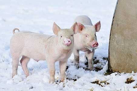Йоркширская свинья: описание породы, правила разведения, возможные заболевания