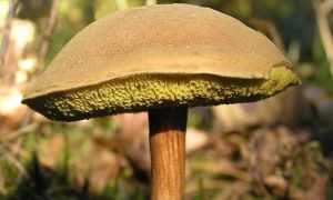 Разница между грибами рыжиками и волнушками. По внешнему виду, размерам, цвету мякоти, вкусу, полезным свойствам. Где встречаются рыжики и волнушки, как нужно их обрабатывать и готовить.