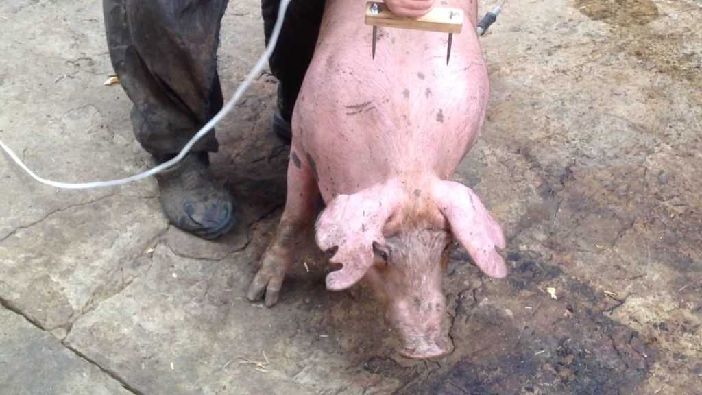 Забой свиней в домашних условиях