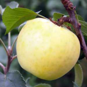 Яблоня медок: описание и характеристики сорта, особенности выращивания и ухода