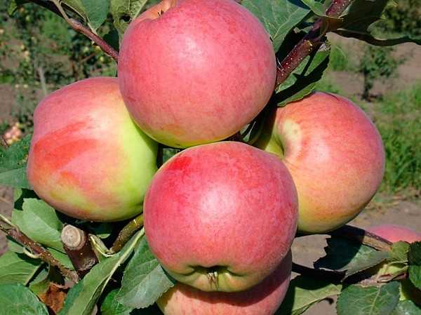 Описание и характеристики яблони сорта бессемянка мичуринская, регионы распространения и отзывы садоводов. бессемянка мичуринская – посадка и уход