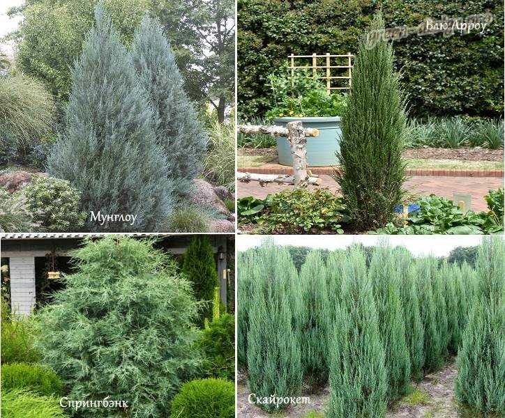 Можжевельник Скальный (Juniperus Scopulorum): описание и особенности вида, популярные сорта, фото. Агротехника: посадка, уход, обрезка, размножение, возможные проблемы.
