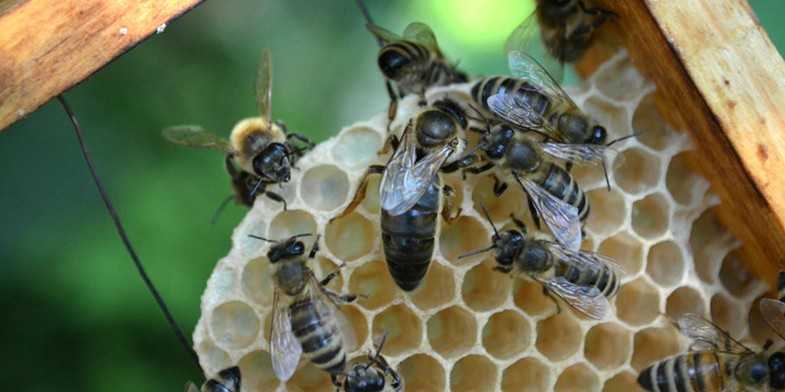 Карпатская пчела – миролюбивое насекомое на вашей пасеке