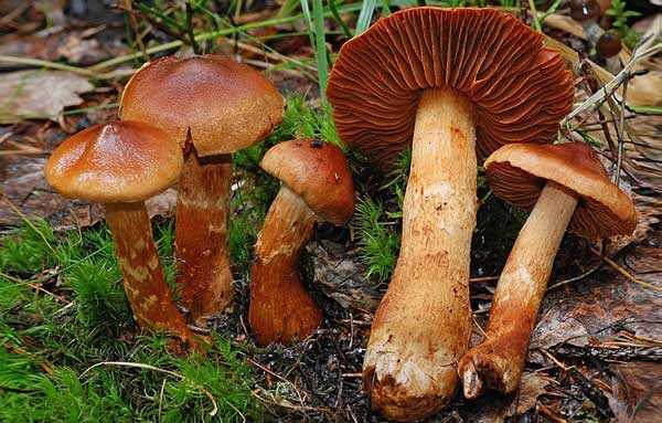 Белопаутинник клубненосный (leucocortinarius bulbiger) –  грибы сибири