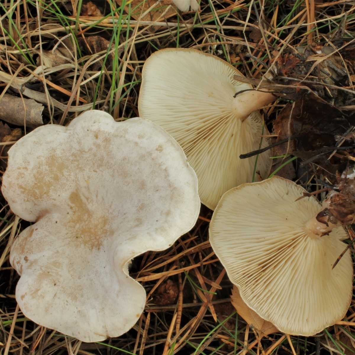 Белосвинуха трёхцветная: фото и описание гриба, съедобность
