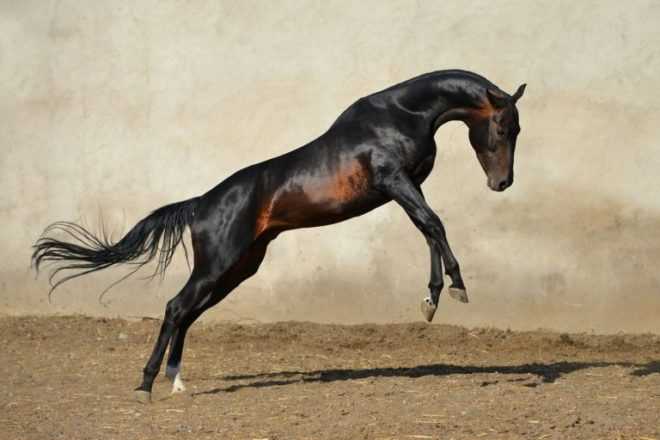 Ахалтекинская лошадь: масти, фото, описание, выведение, история и видео