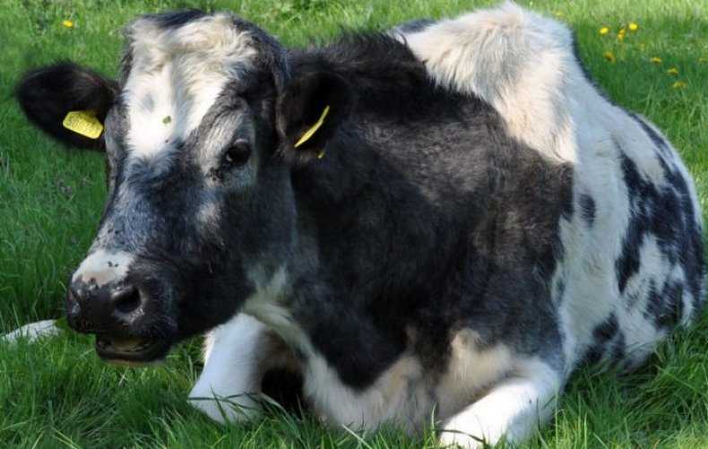 В чем причина и что делать, если корова после отела плохо ест сено и лечение