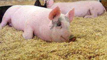 Репродуктивно-респираторный синдром свиней (ррсс) - болезни свиней