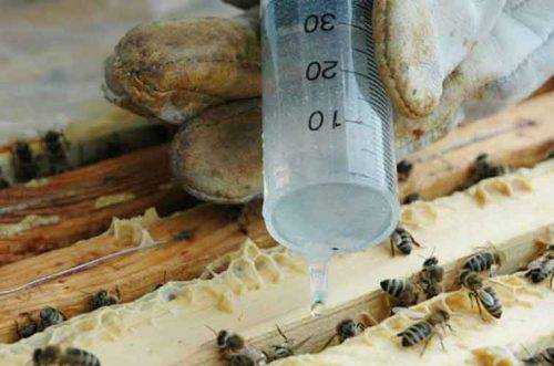 Как и когда обрабатывать пчел бипином?