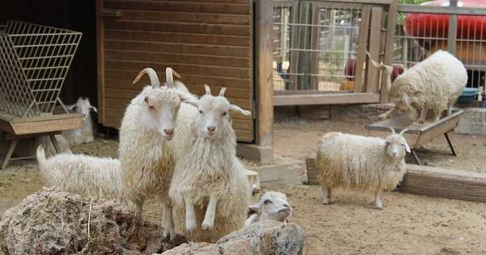 Ангорская коза: описание и характеристики