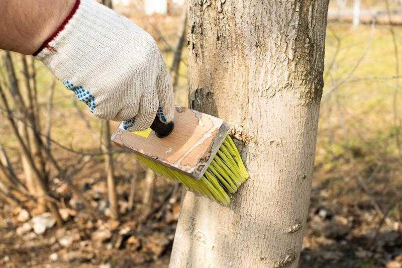 Как выполнить побелку деревьев