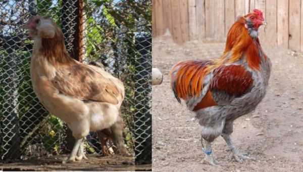Куры араукана (28 фото): описание породы. как разводить цыплят? как их выращивать? отзывы владельцев
