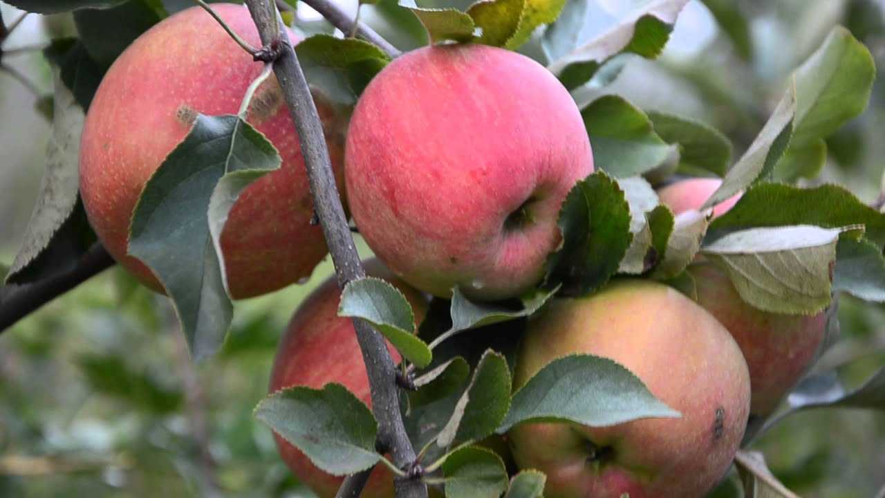 Описание и характеристика сорта яблок чемпион