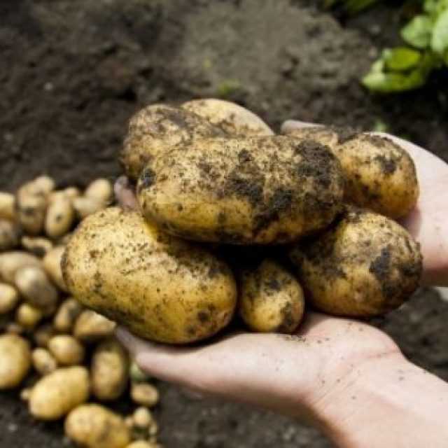 Зенкор для картофеля от сорняков: инструкция по применению, отзывы