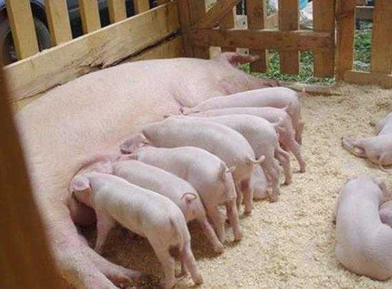 Бизнес-план по разведению свиней - «жажда» - бизнес-журнал