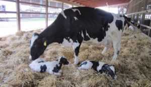 Задержание последа у коров: причины, симптомы, лечение и диагностика | nita-farm