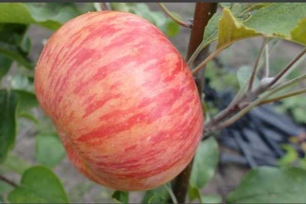 Сорт яблони услада, описание, характеристика и отзывы, а также особенности выращивания данного сорта