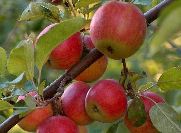 Яблоня мантет: описание. выращивание, уход, обрезка, подкормка