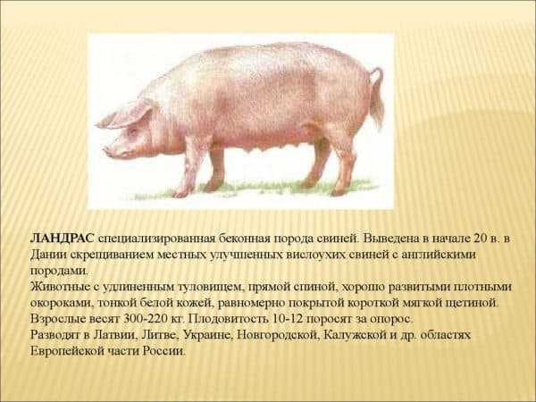 Основные породы свиней в россии и их классификации