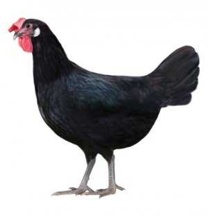 Минорка: яичная порода кур