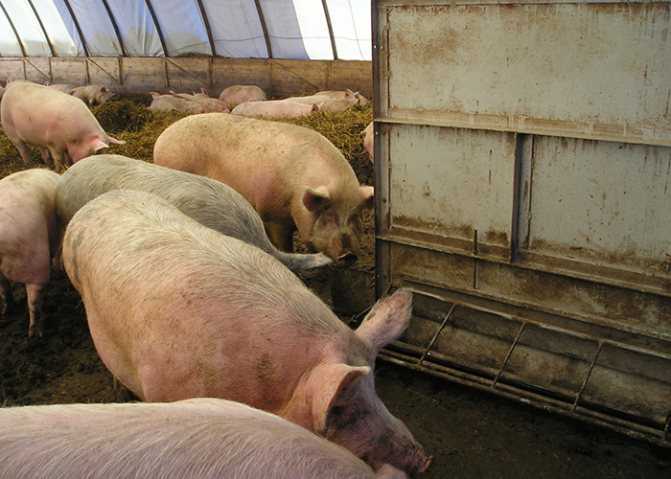 Глубокая подстилка для свиней и поросят: виды, ферментационная, био, особенности содержания