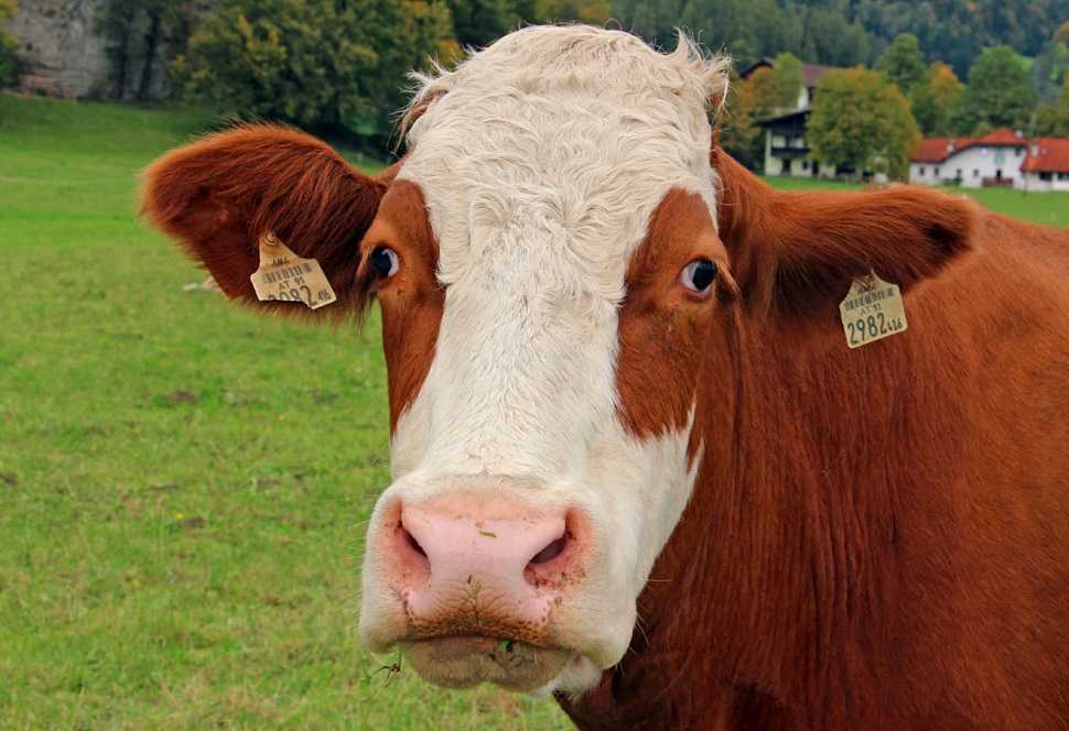 Что делать, если корова плохо ест?