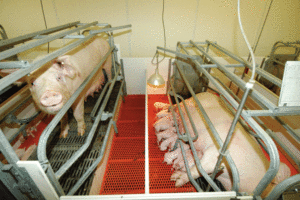 Инструкция по изготовлению клеток для свиней своими руками, размеры и чертежи