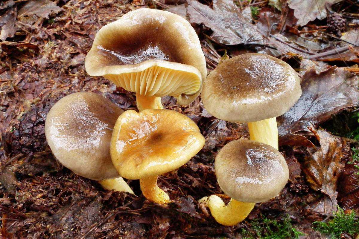 Гигрофор девичий: описание, фото, видео. Как выглядит гриб, можно ли употреблять его в пищу. Где растет, время плодоношения. Как собирать, есть ли двойники.