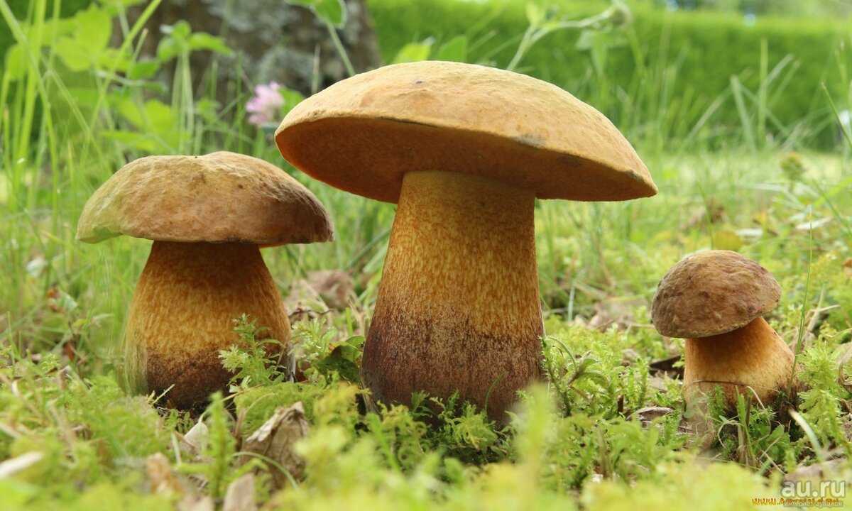 Недооцененный потенциал грибов