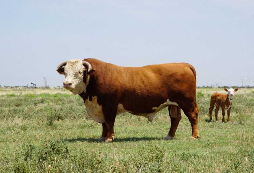 Герефордская порода коров: описание и характеристика, разведение