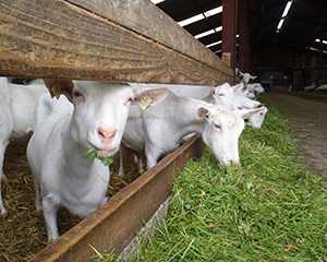 Заболевания коз и их лечение