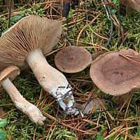 Классификация грибов по пищевой ценности, грибы 1 категории