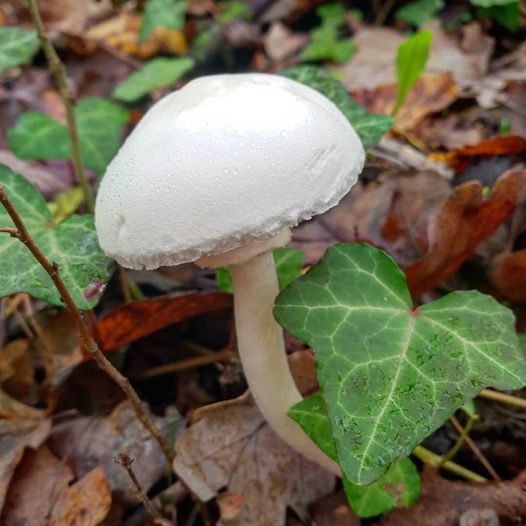 Белошампиньон краснопластинчатый (Зонтик румянящийся): описание вида и места обитания. Вкусовые качества гриба, можно ли употреблять в пищу.