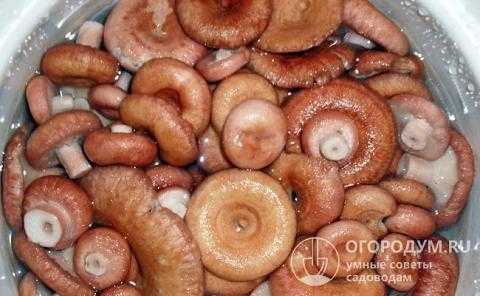 Гриб валуй: описание, фото, как готовить. как жарить грибы валуи: рецепты с фото
гриб валуй: описание, фото, как готовить. как жарить грибы валуи: рецепты с фото
