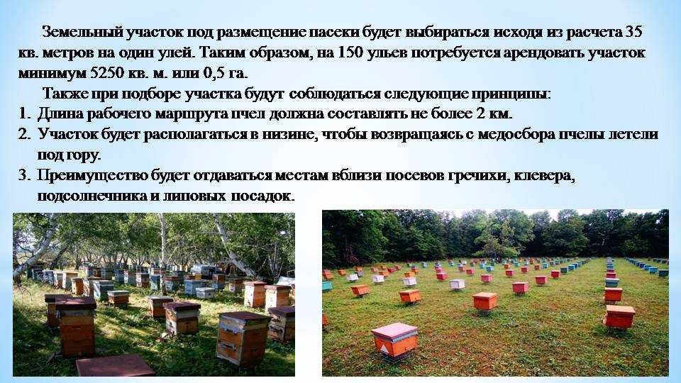 Пчеловодство как бизнес: затраты, риски, рентабельность