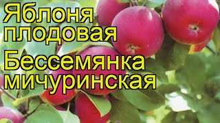Яблоня бессемянка мичуринская — описание сорта, фото, отзывы