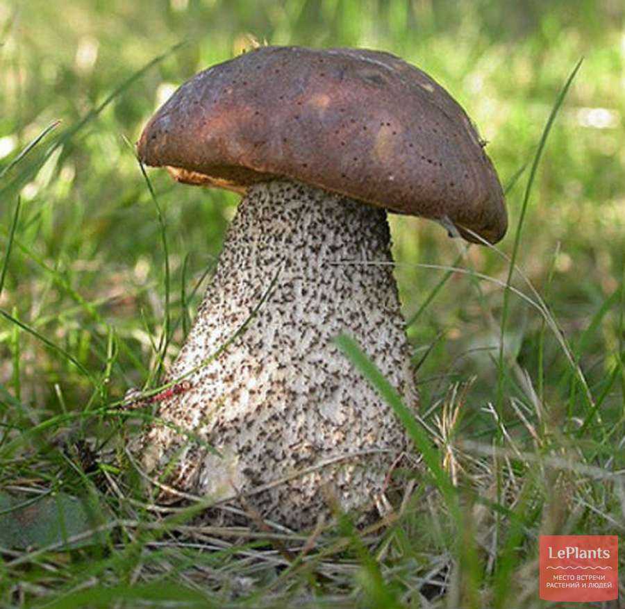 Описание гриба подберезовика обыкновенного: где растет, как собирать