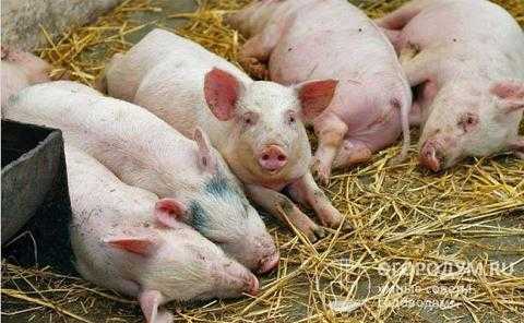Африканская чума свиней (ачс): признаки заболевания, фото