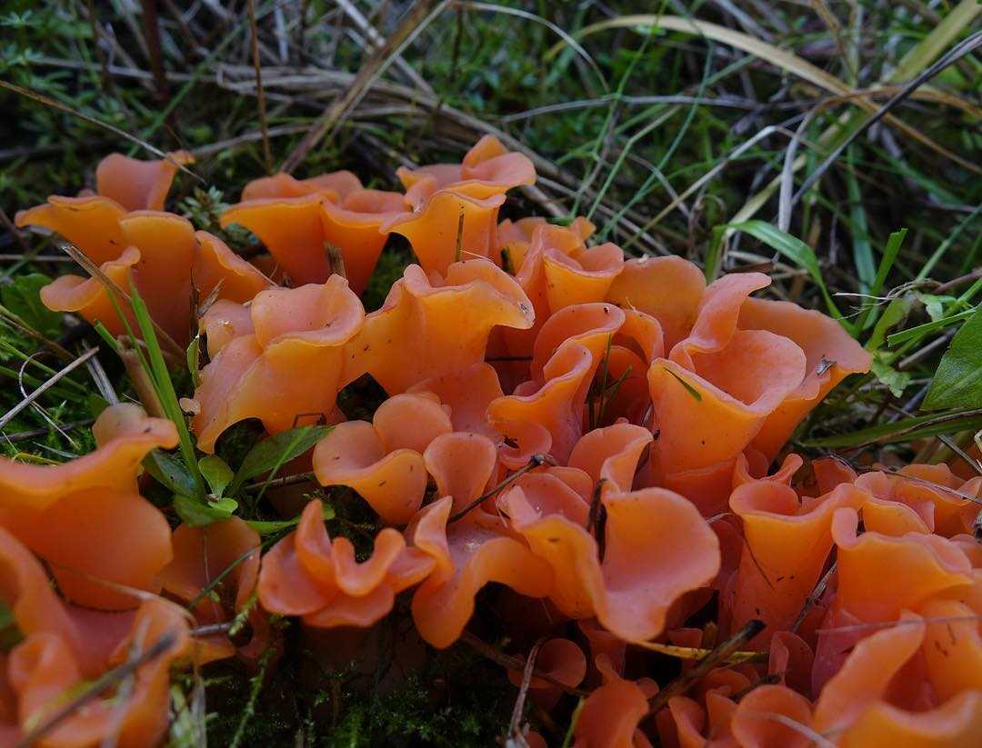 Агроцибе эребия: где растет, как выглядит, фото, съедобность гриба