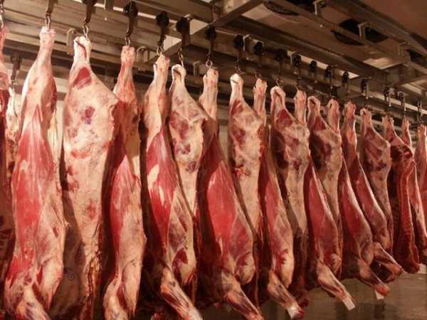 Выход мяса крс от живого веса: таблица убойного выхода