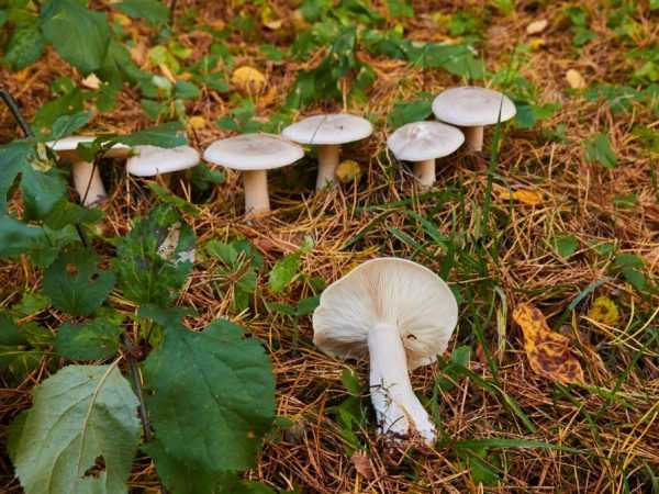 Белая рядовка - почему ее относят к несъедобным грибам? - грибы собираем