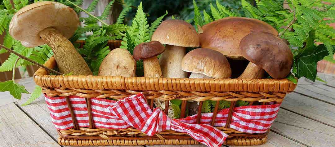 Самые удивительные факты о грибах: древние, живучие, опасные, галлюциногенные