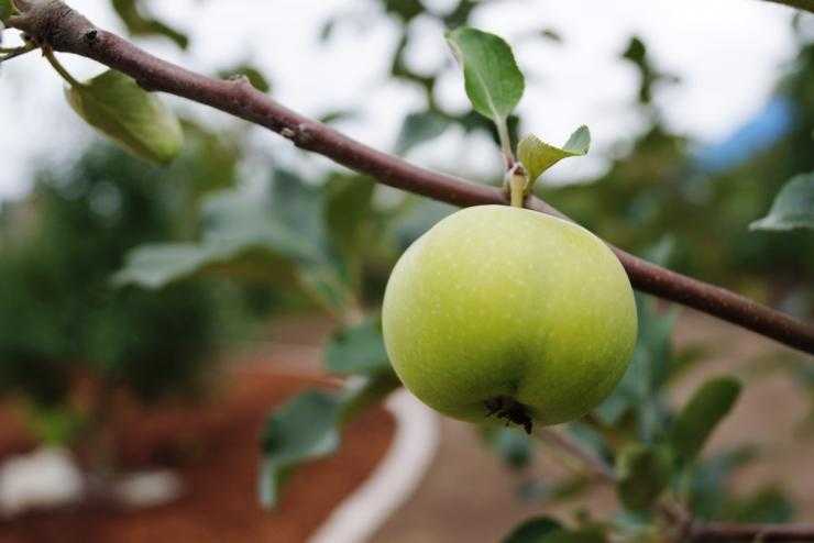 Весенний уход за яблонями: чтобы урожай порадовал