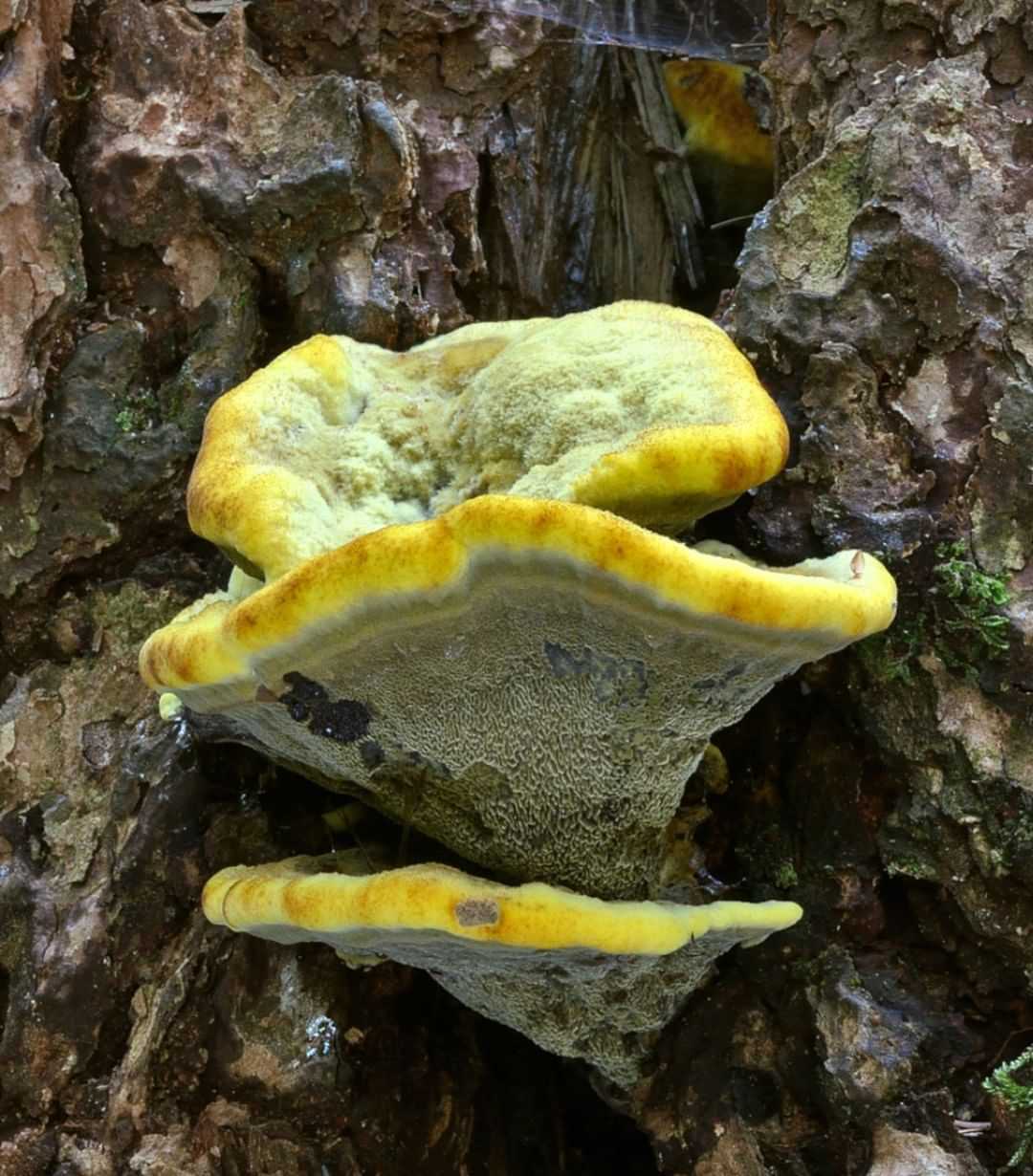 Трутовик изменчивый – несъедобный гриб с приятным запахом